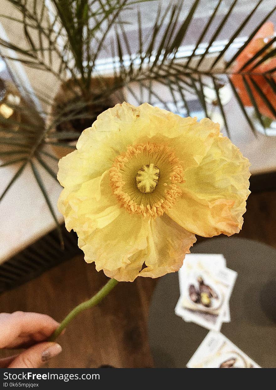 Yellow Poppy Flower in Closeup Photography