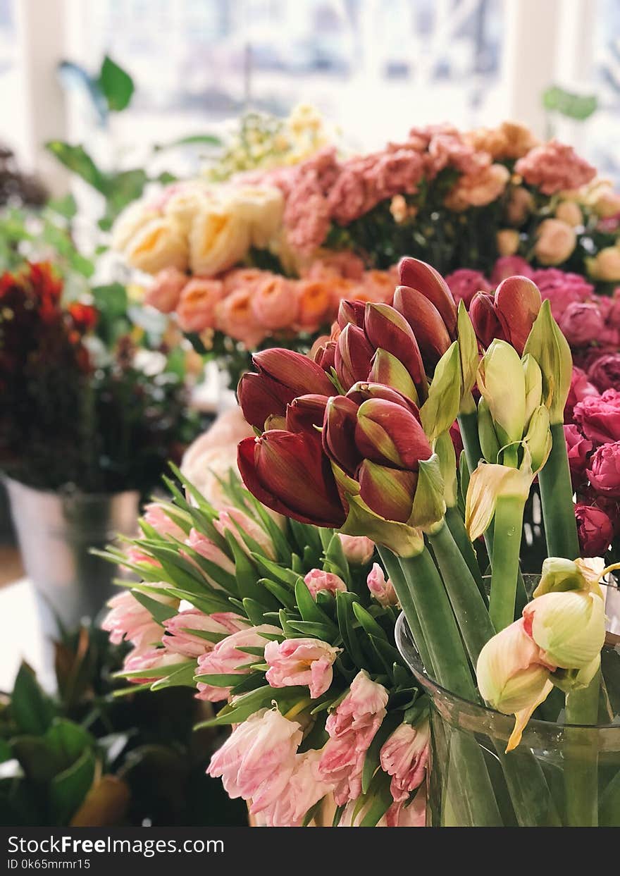 Selective Focus Photography of Pink and Red Flowers