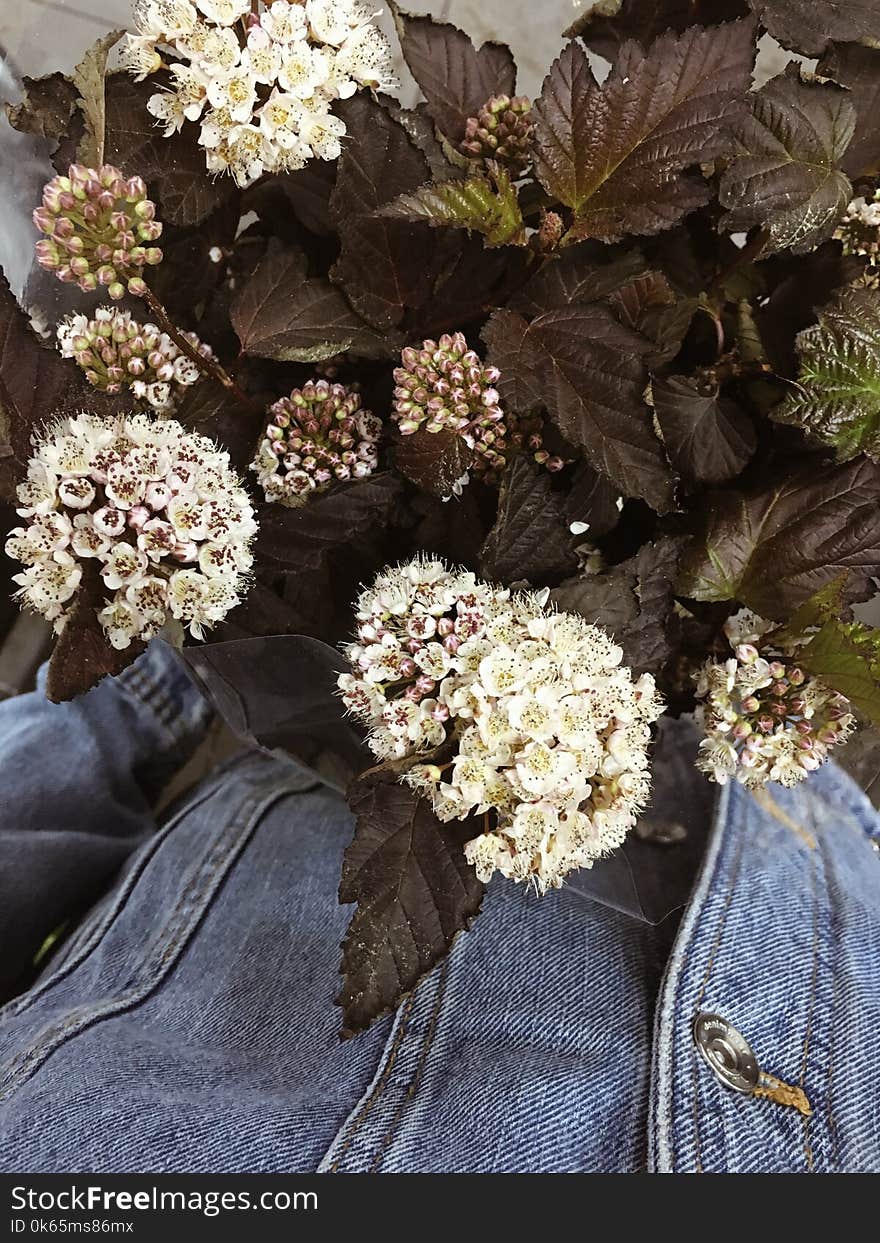 White Petaled Flowers