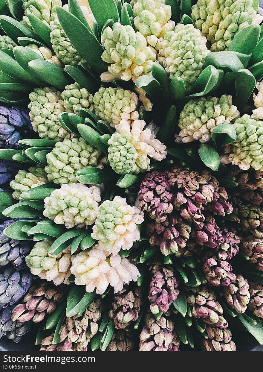 Purple and Green Hyacinth Flowers