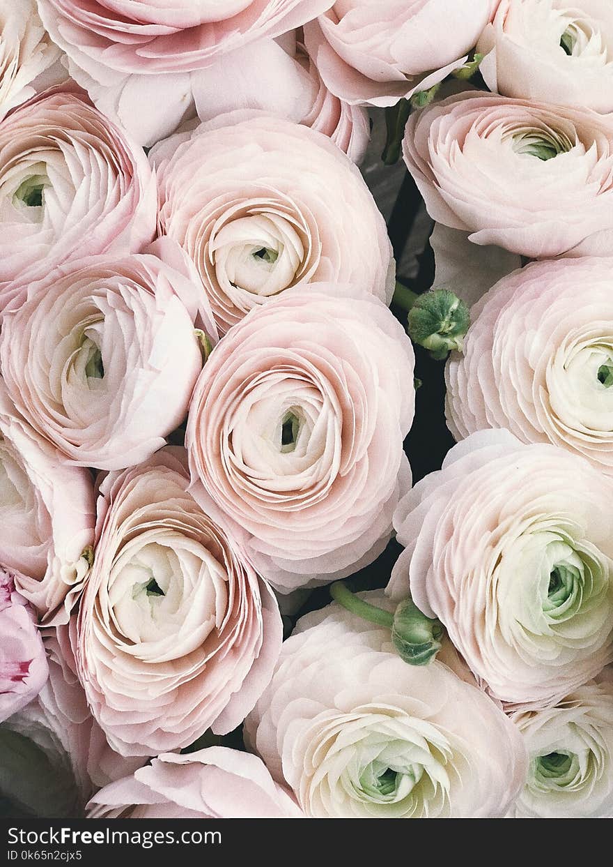 Close-up Photography of Pink Petaled Flowers