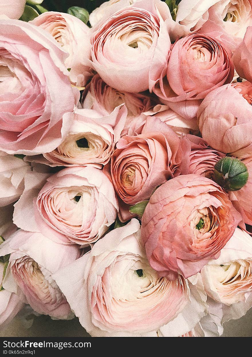 Close-up Photograph of Flowers