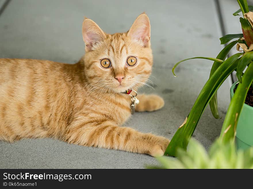 Orange Tabby Cat on Gray Pavement