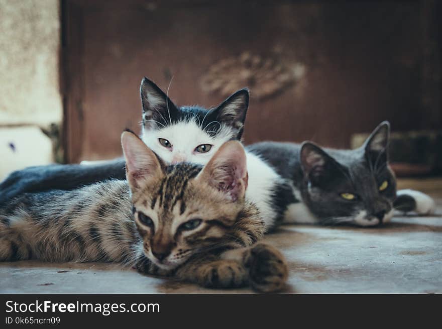 Three Short-fur Assorted-color Cats