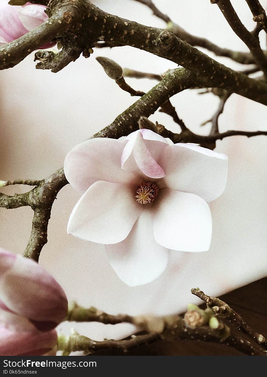 White and Pink Cherry Blossom