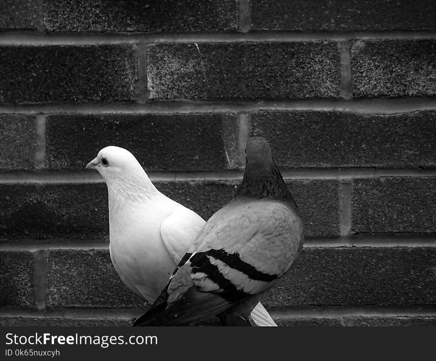 Grayscale Photo of Tow Pigeons