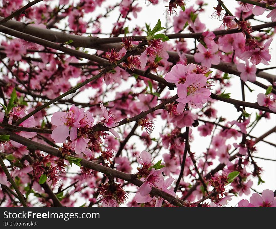 Cherry Blossoms