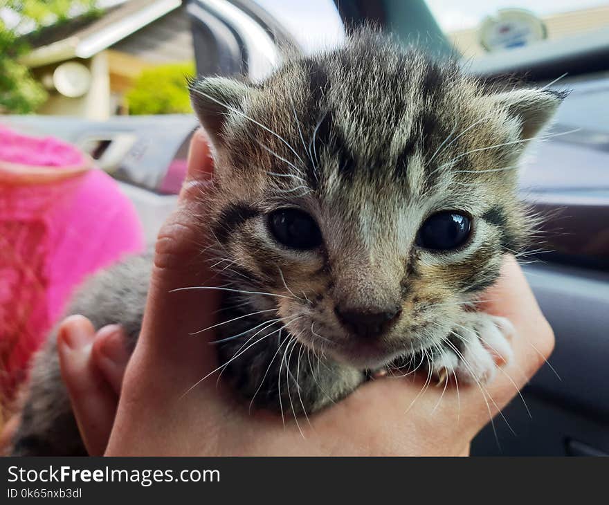 Closeup Photography of Short-fur Brown and Black Kitten