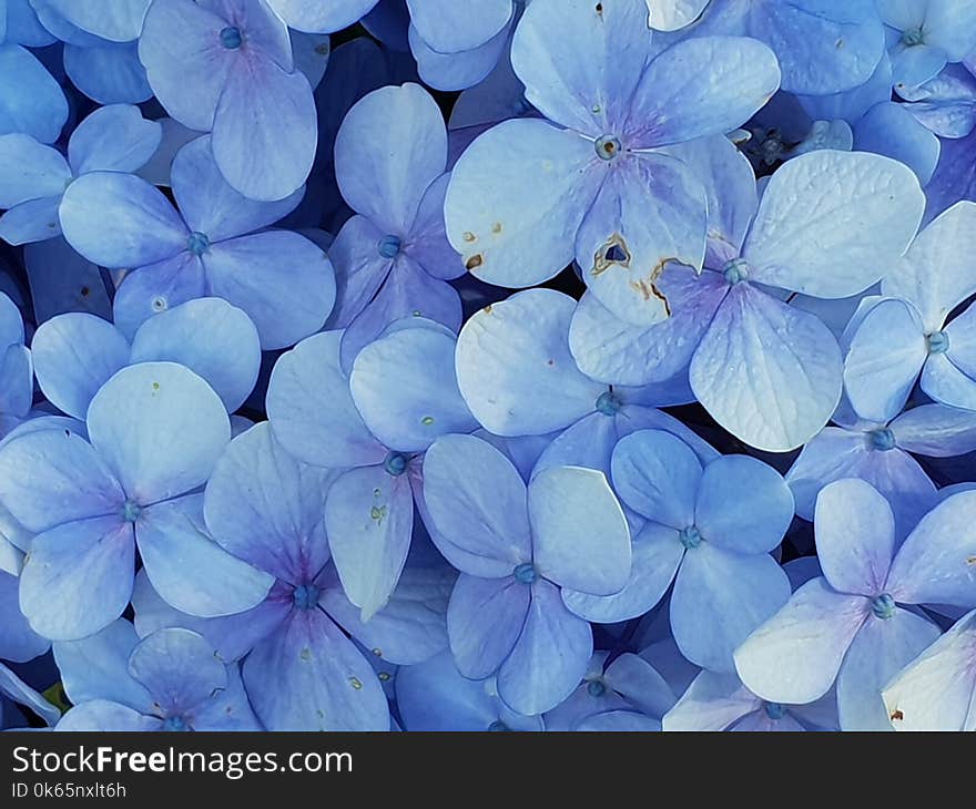 Close-up Photo of Blue Petaled Flowers