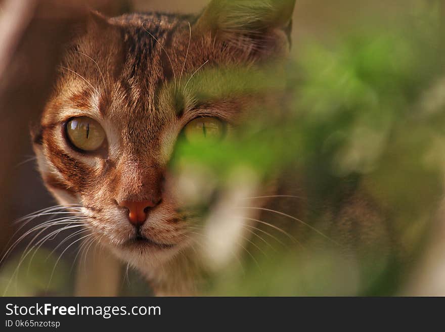 Selective Focus Photo of Brown Tabby Cat