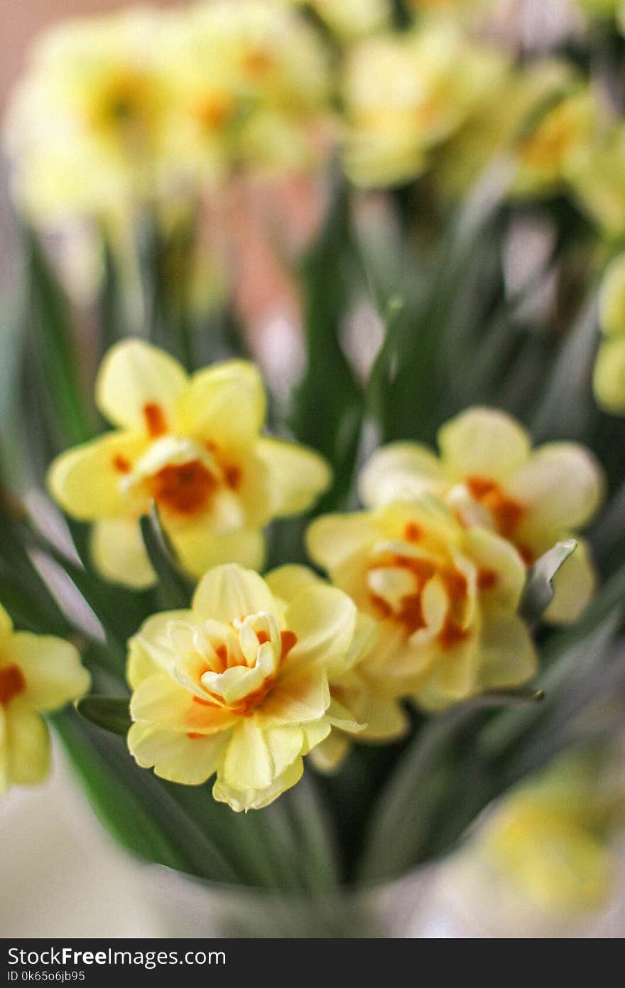 Selective Focus Photography of Yellow-and-orange Petaled Flowers