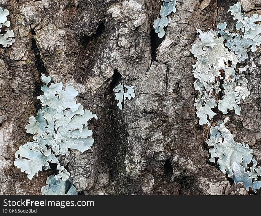 Close-up Photo of Tree Bark