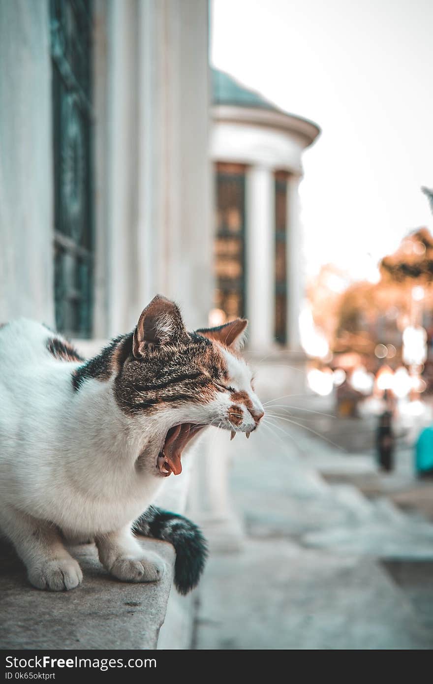 Calico Cat on Gray Concrete Stair