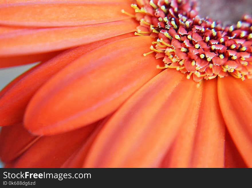 Gerbera flower macro