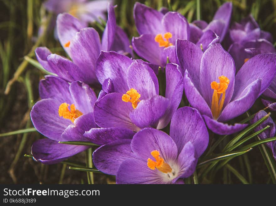 Purple Crocus flowers blooming in a garden