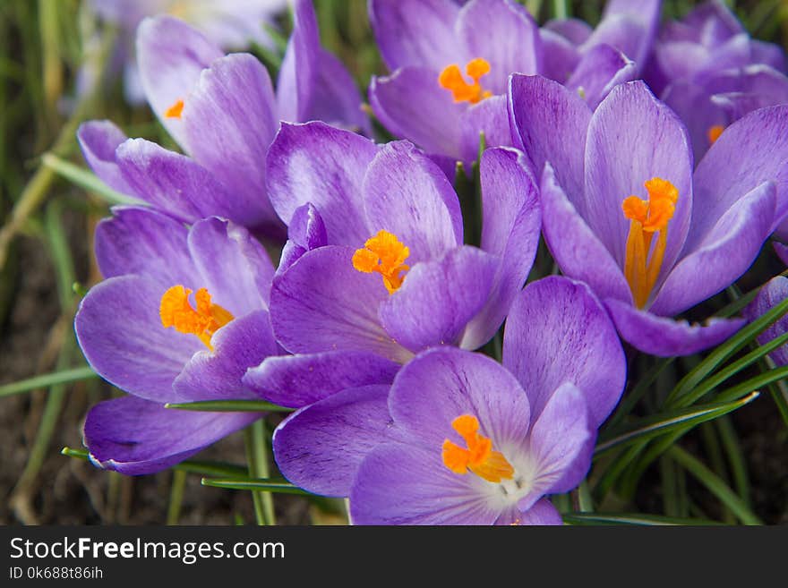 Purple Crocus flowers blooming in a garden