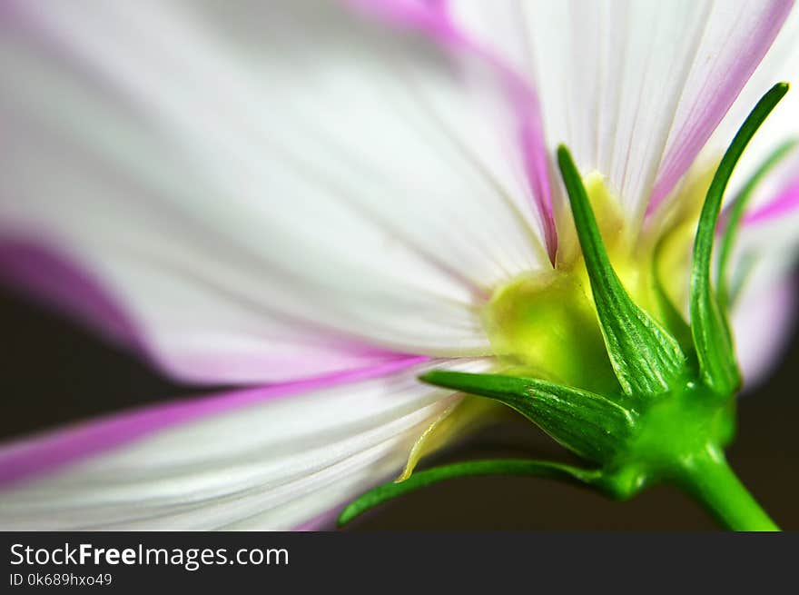 Cosmos flower