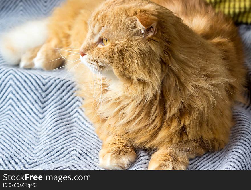 A beautiful red cat lies on a pink plaid.