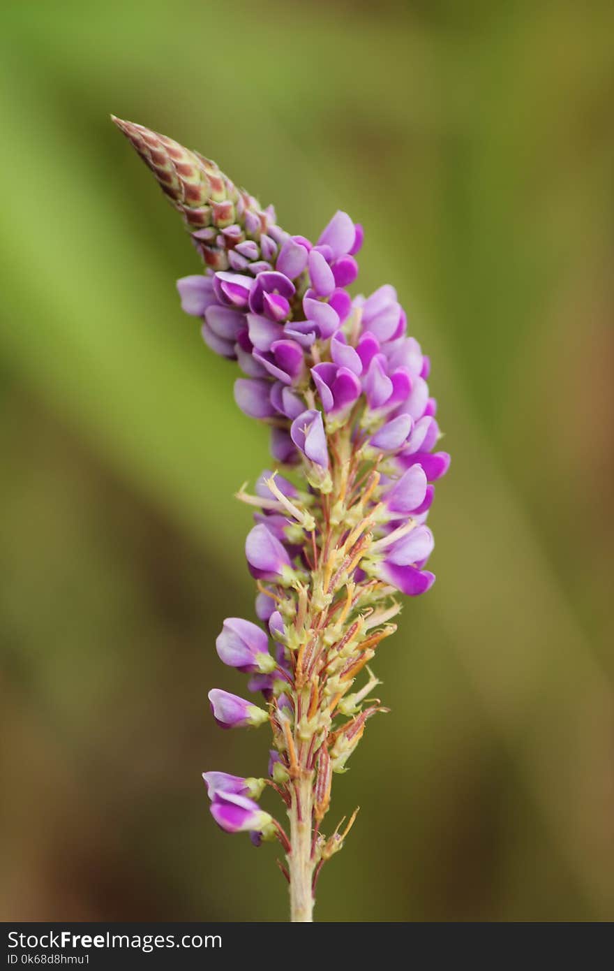 Purple Bouquet In The Middle Of The Meadow.