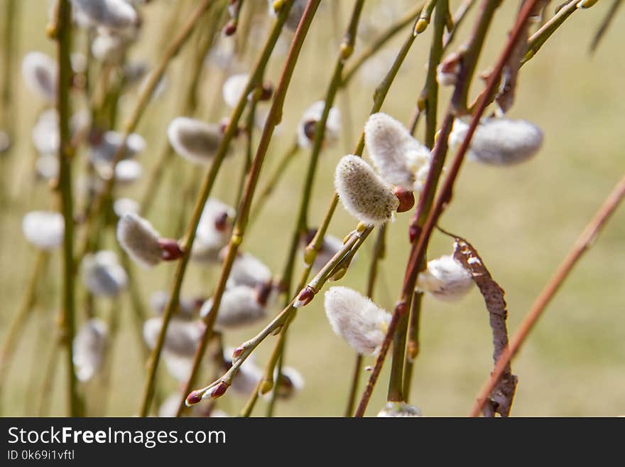 Willow catkins on a branch in spring