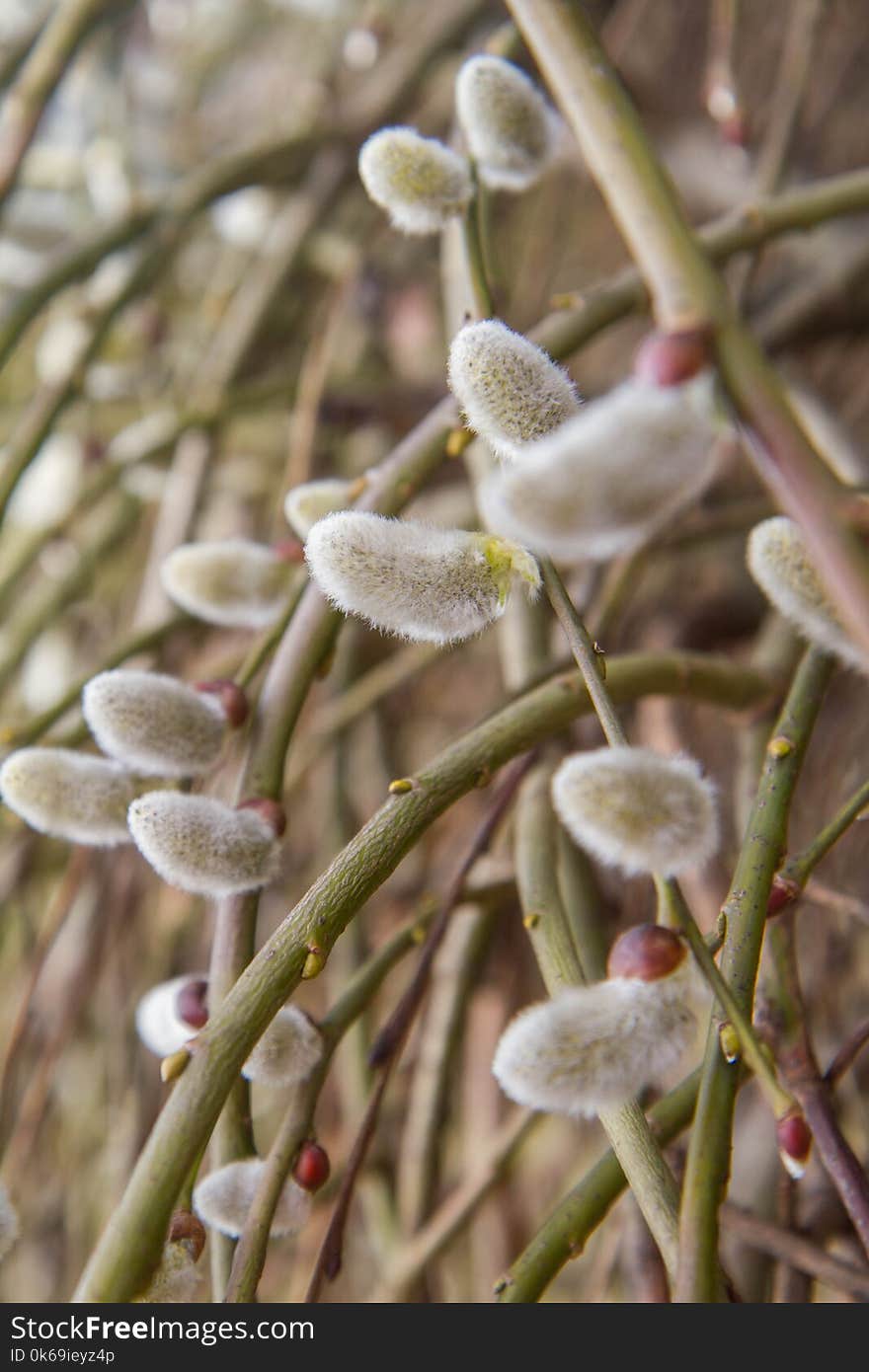 Willow catkins on a branch