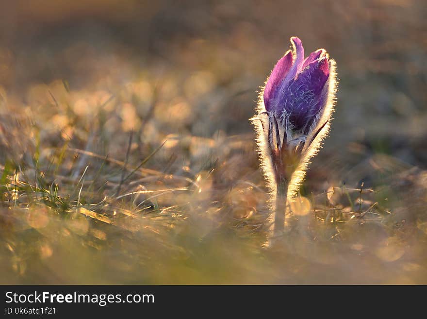 Beautiful spring pulsatilla flowers with purple petals. Spring bloom at sunset. Hairy plant