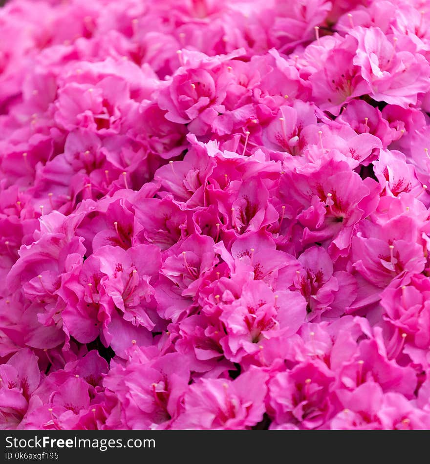 Background of beautiful pink azalea flowers