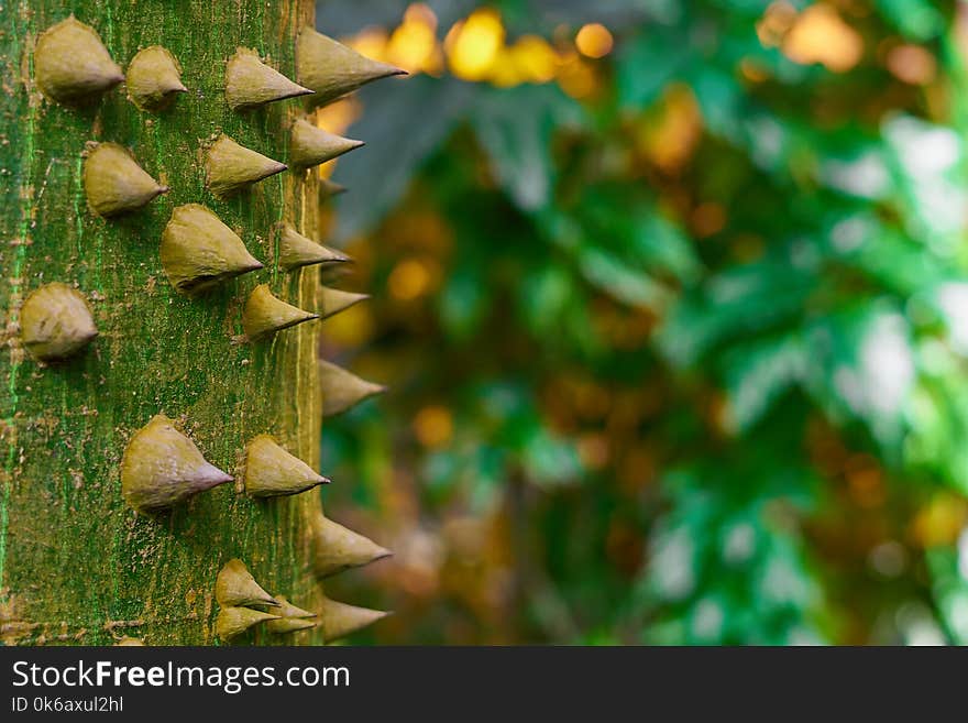 Tree with spikes in forest. Sundbox tree. Copy space for text.