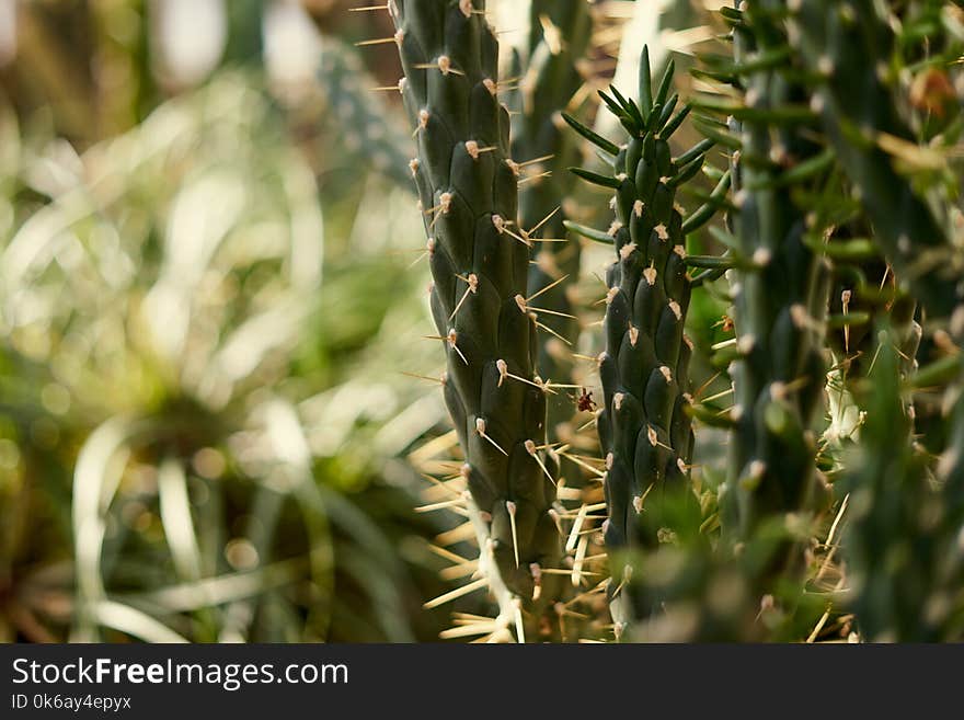 Green thin cactus on sunset.