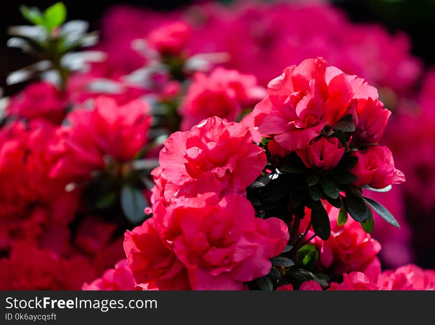 Background of beautiful red azalea flowers