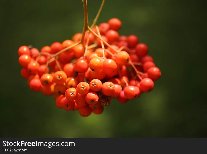 Red rowan berries in the nature