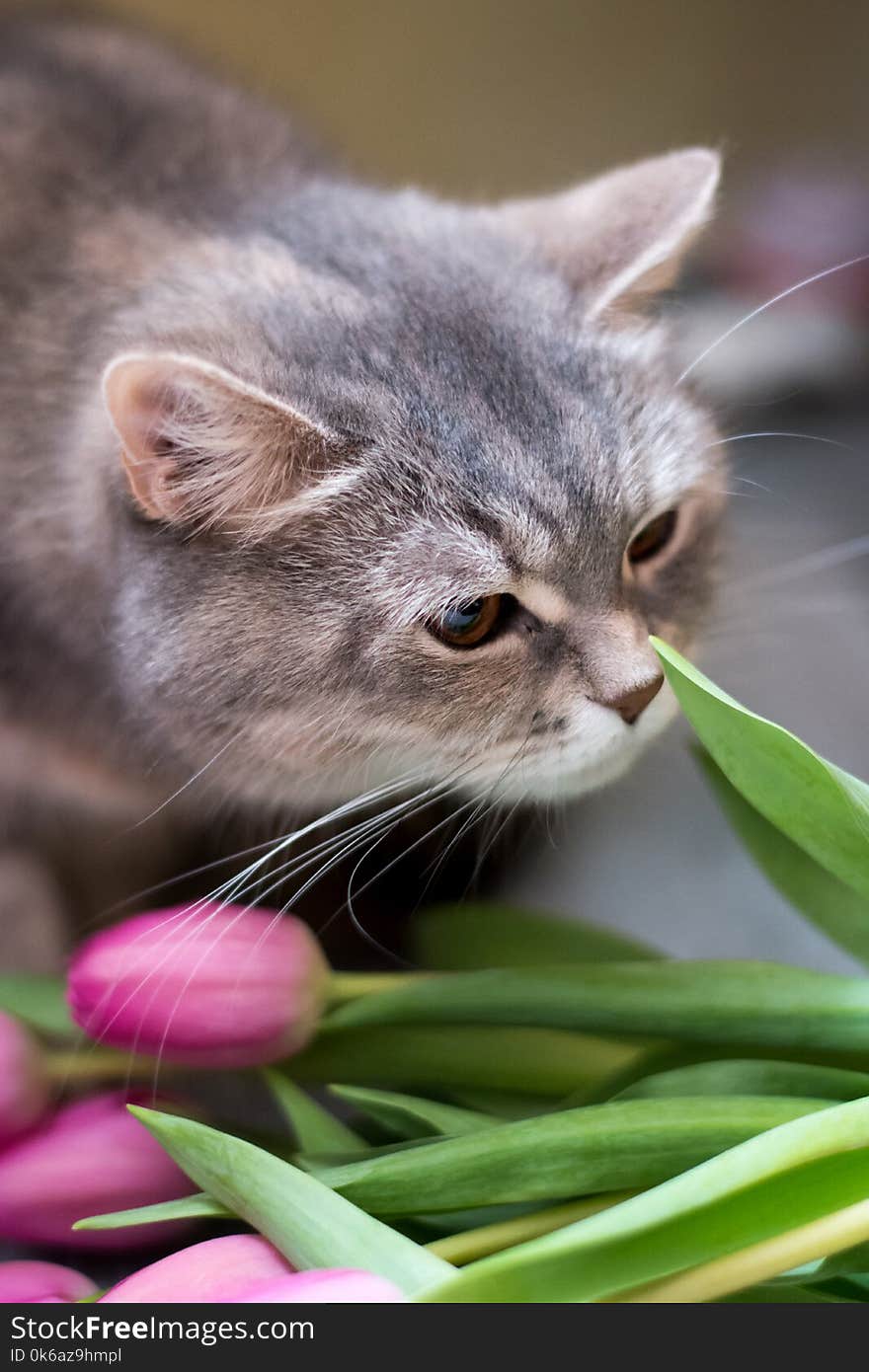 Curious grey scottish cat sniffing pink tulips. Curious grey scottish cat sniffing pink tulips