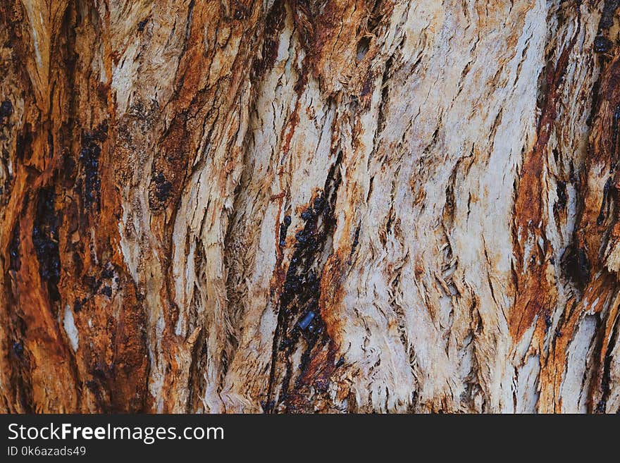 Bark Of An Old Tree Macro Photo