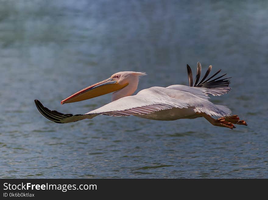 White pelican pelecanus onocrotalus in flight. Danube Delta, Romania