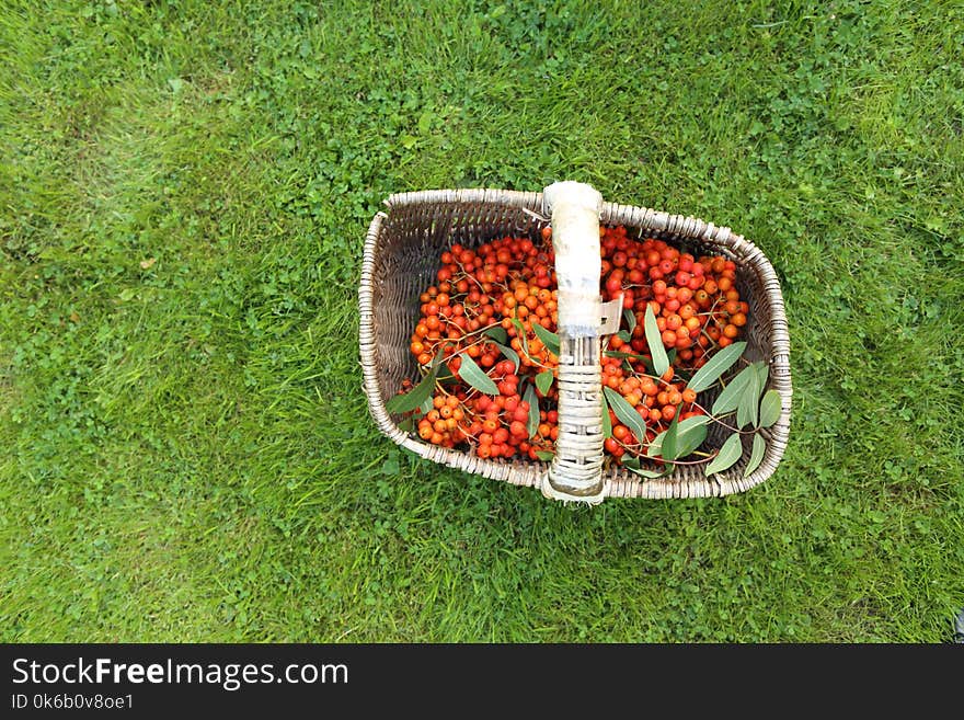 Orange rowan berries in a basket