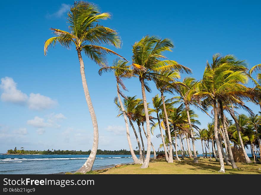 Palm trees and blue sky - palm tree background -