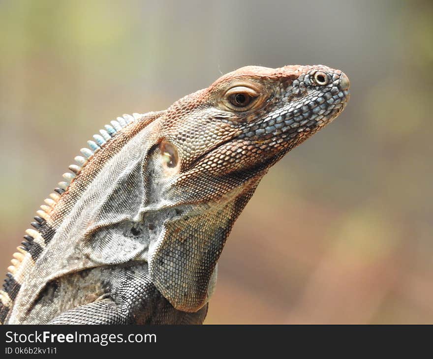 Iguana sighting Costa Rica