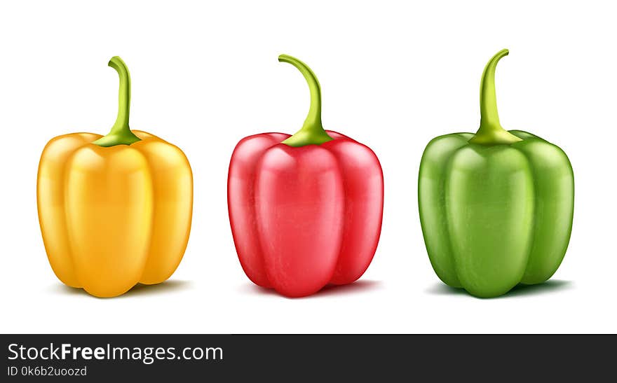 Vector set of three realistic bell peppers or bulgarian, red, green and yellow isolated on background. Whole pod of sweet pepper, vegetable for cooking and eating, organic food for vegetarians