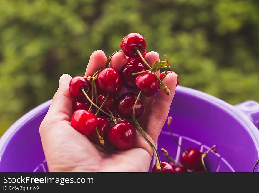 Female hand holding fresh sour cherries. Juicy cherries.ripe sweet cherry