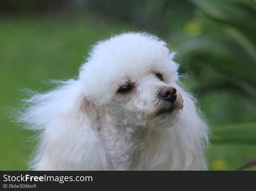 Toy Poodle dog in a yard