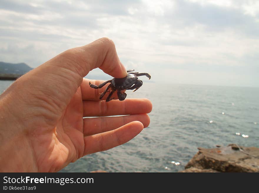 A small living real crab in the hand of a man on a warm day by the sea. A small living real crab in the hand of a man on a warm day by the sea