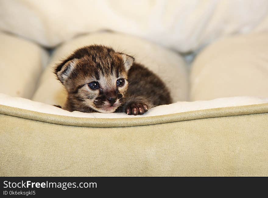 Cute one week old spotted and striped domestic Serval Savannah kitten. Cute one week old spotted and striped domestic Serval Savannah kitten.