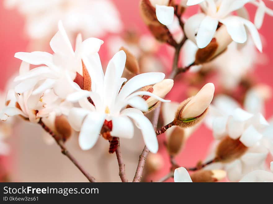 Beautiful Flowering Magnolia Tree With Pink Flowers. Spring Background.