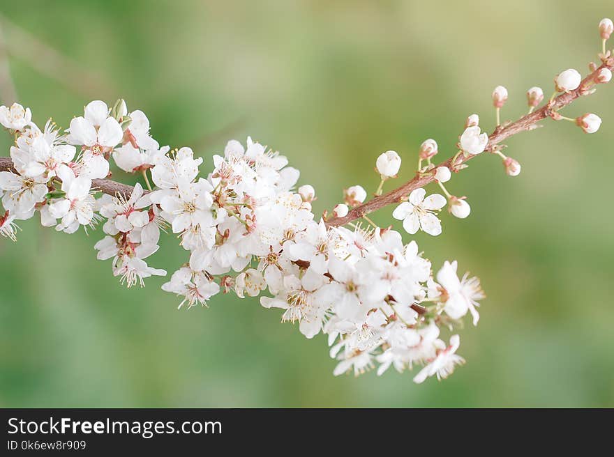 Beautiful Blooming Apple Trees In The Spring Garden. Close Up.