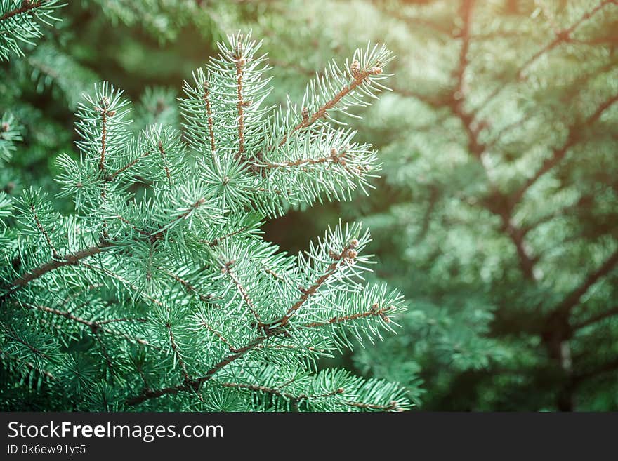 Green spruce branches as a textured background. Green spruce blue spruce. Selective focus.