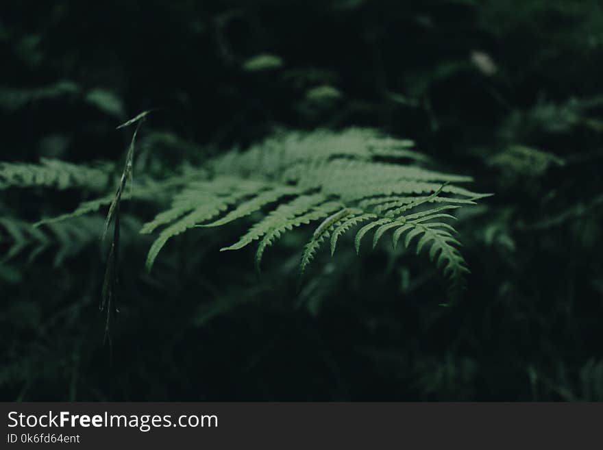 Green Fern Plant