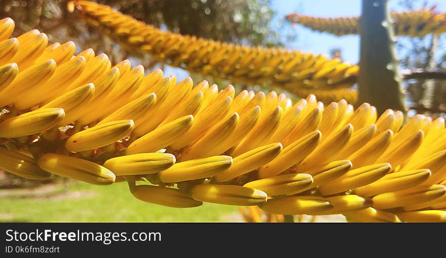 nClose-up of a Aloe Vera flower in a garden in Kibbutz Nir Am. nClose-up of a Aloe Vera flower in a garden in Kibbutz Nir Am