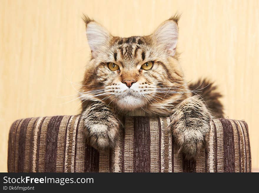 Maine coon sitting at home. Light beige background. Beautiful cat.