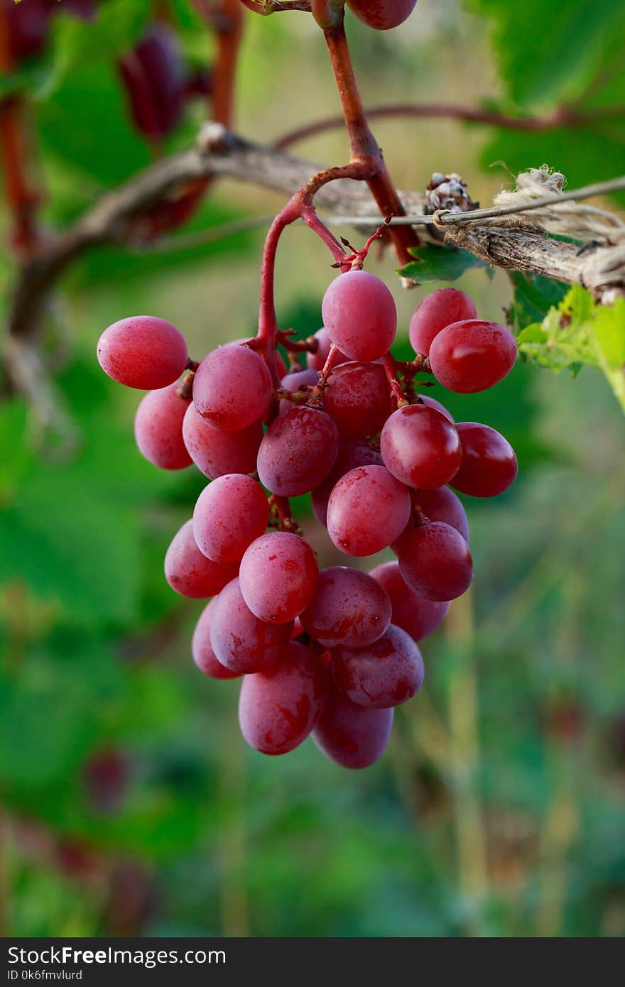 Bunch of ripe grapes hanging on the bush