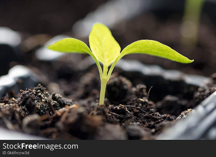 A small green sprout in the ground